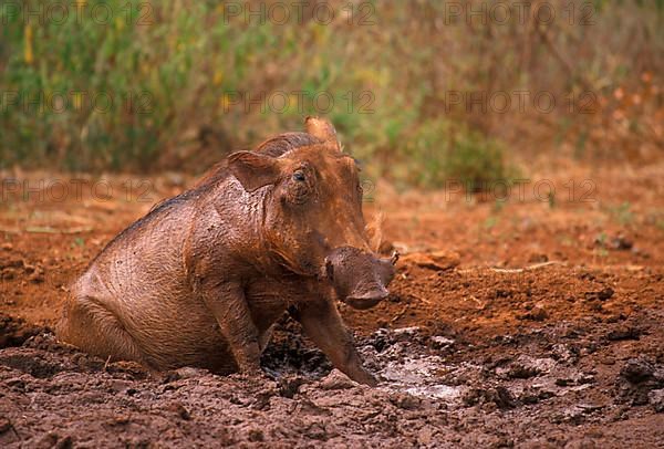 Desert warthog