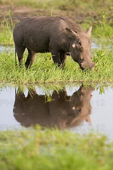 Common warthog