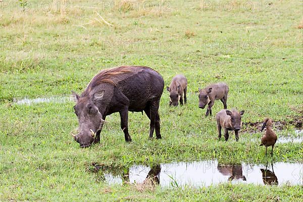 Common common warthog