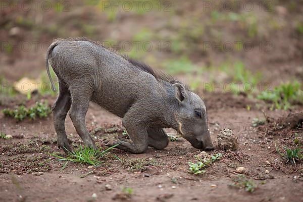 Common warthog