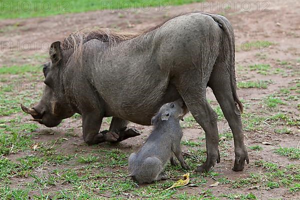 Common warthog