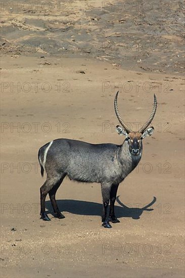 Waterbuck