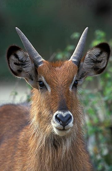 Waterbuck