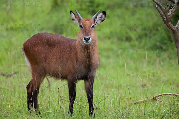 Waterbuck