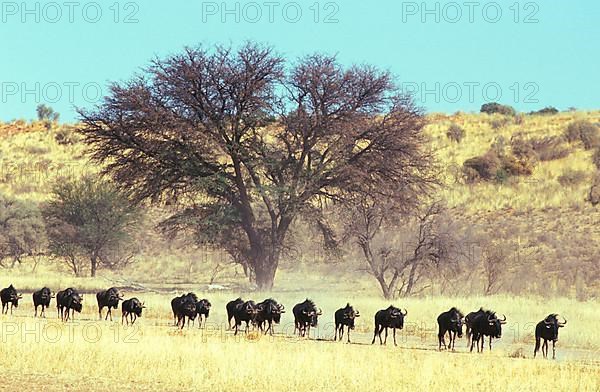 Blue wildebeest