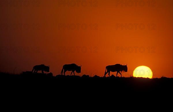 Blue wildebeest