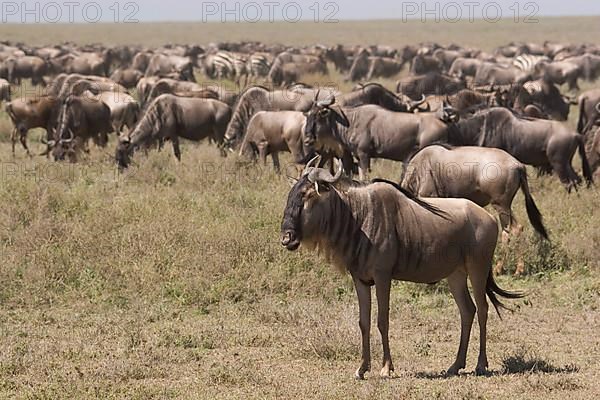 Wildebeest