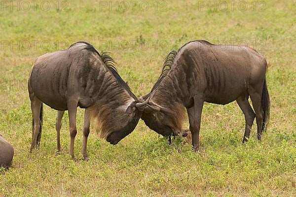 Wildebeest