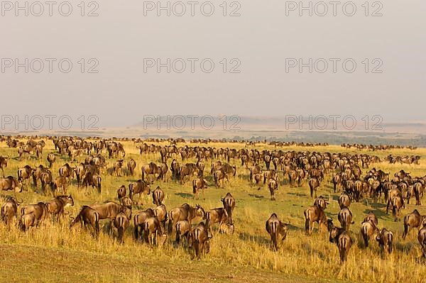 Blue Wildebeest