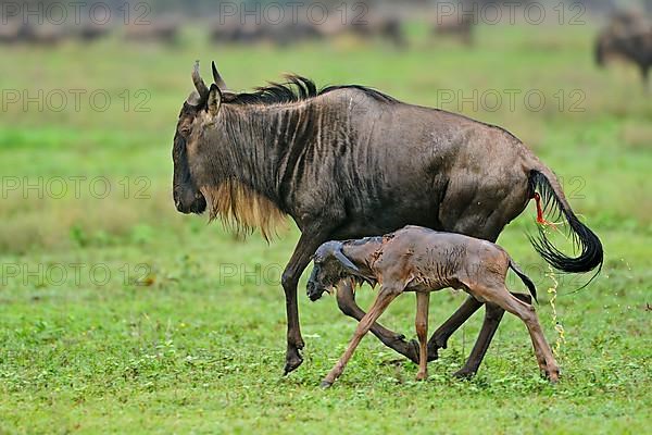 Blue Wildebeest