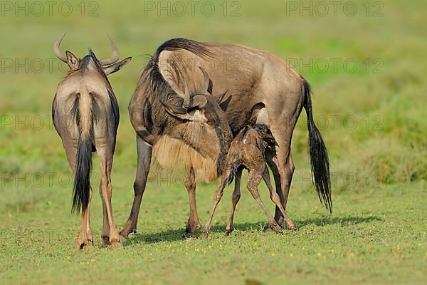 Blue Wildebeest