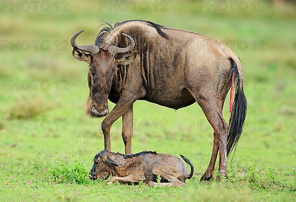 Blue Wildebeest