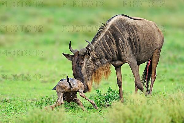 Blue Wildebeest