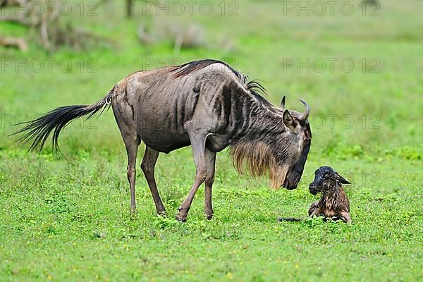 Blue Wildebeest