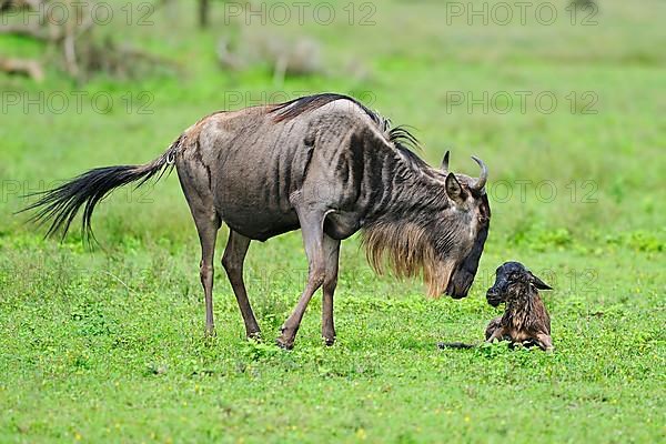 Blue Wildebeest