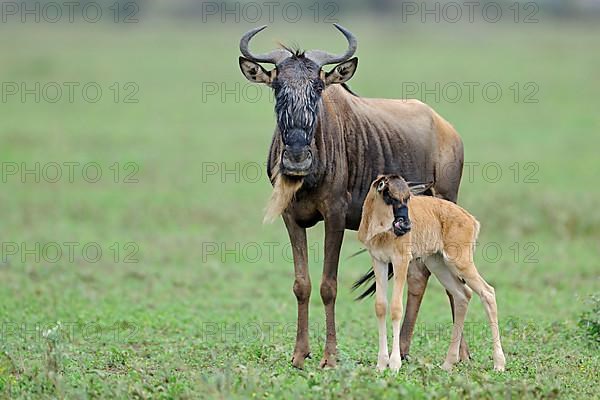 Blue Wildebeest