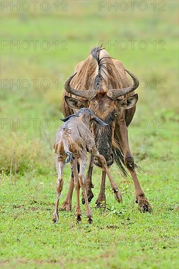 Blue Wildebeest