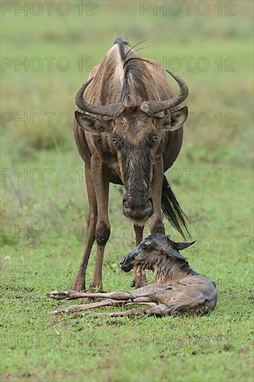 Blue Wildebeest