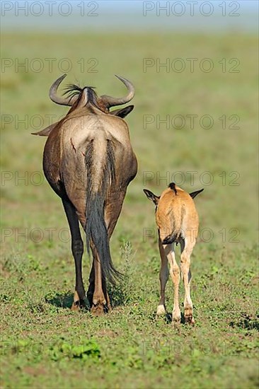 Blue Wildebeest