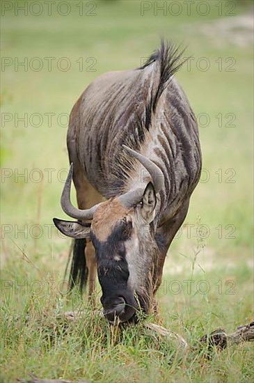 Blue wildebeest