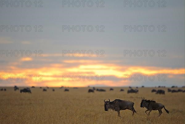 Blue Wildebeest