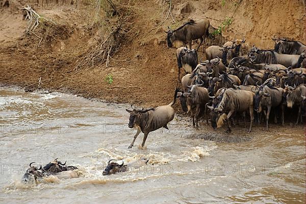 Blue wildebeest