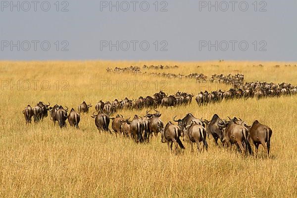 White-bearded wildebeest