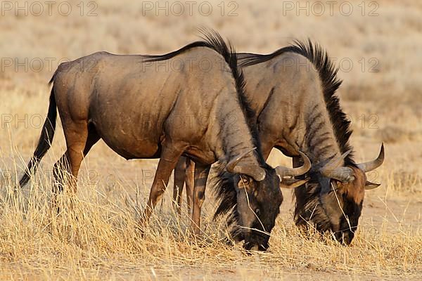 Blue Wildebeest