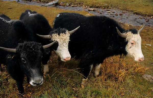 Yak Young Yaks