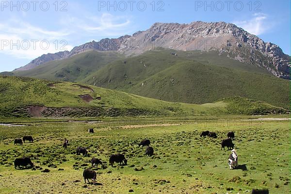 Domestic Yak