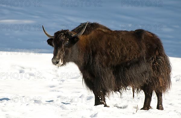 Domestic yak