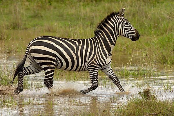 Common plains zebra