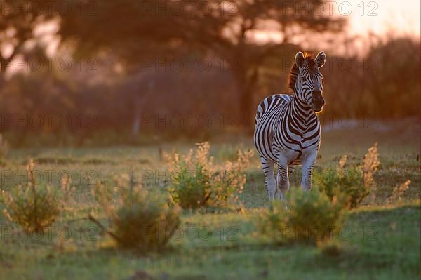 Equus quagga