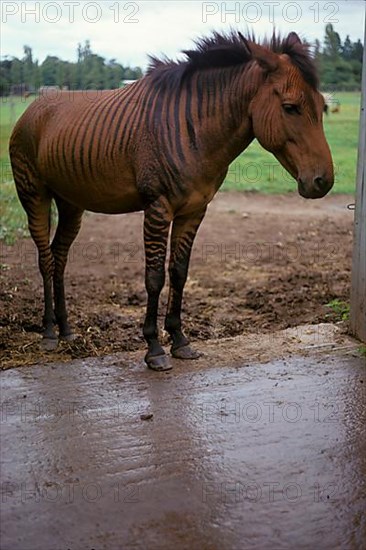 Zebroid