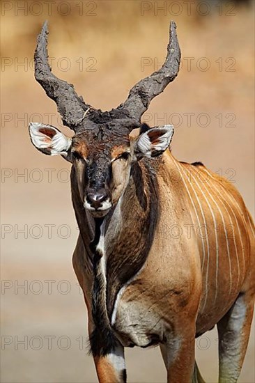 Giant Eland