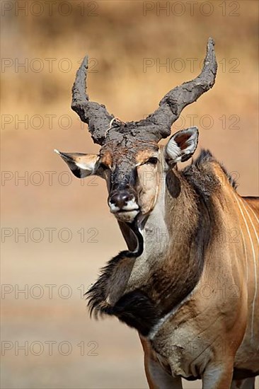 Giant Eland