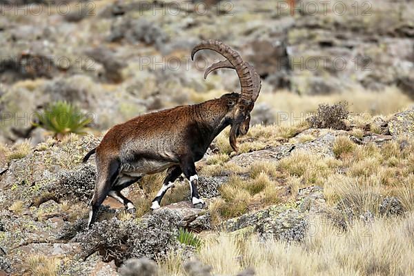 Ethiopian ibex