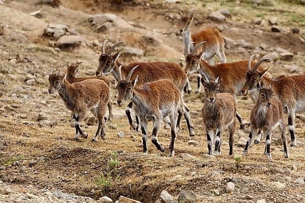 Ethiopian ibex