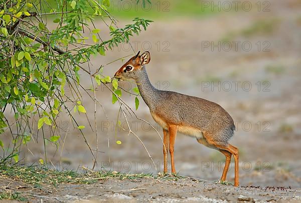 Eritrean dik-dik