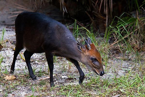 Black duiker