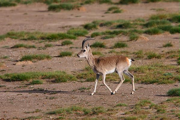 Tibetan Gazelle