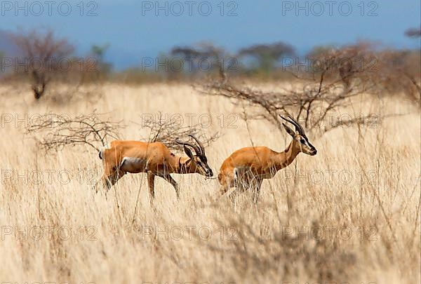 Soemmerring's gazelle