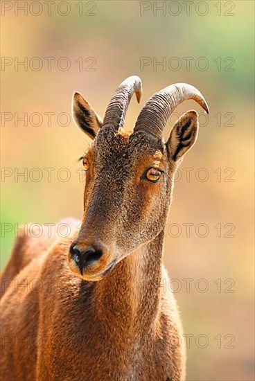 Nilgiri Tahr