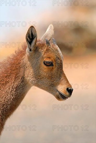 Nilgiri Tahr