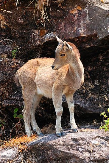 Nilgiri Tahr