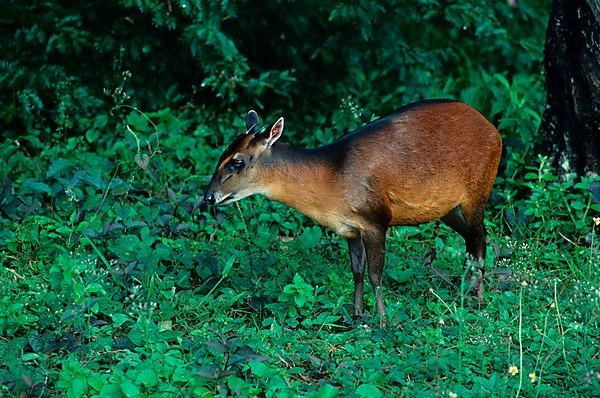 Bay duiker