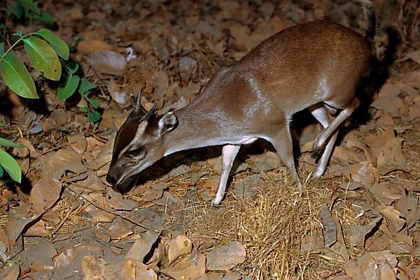 Maxwell's duiker