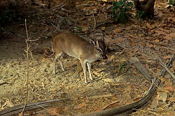 Maxwell's duiker