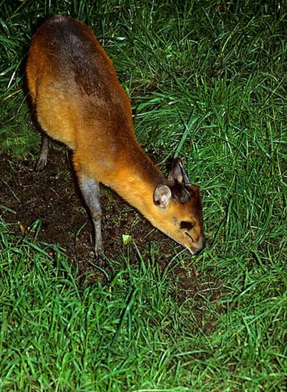 Red-flanked Duiker