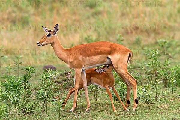 Impala